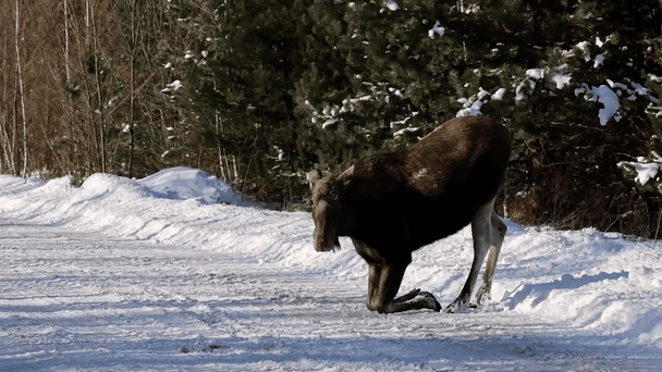 У Чорнобильській зоні лось вийшов на дорогу "по ласощі": з'явилося відео