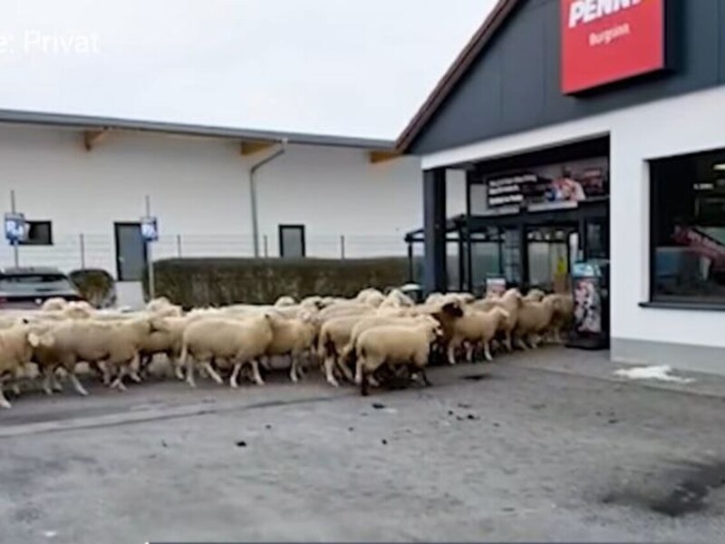 Отара овець атакувала магазин, а пастух звинуватив у всьому жолуді. Відео моменту штурму