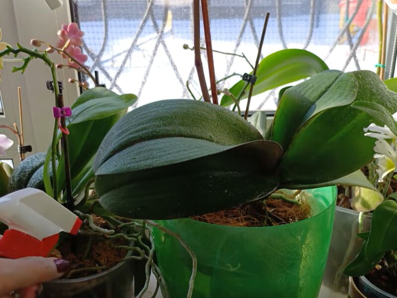 Як поливати орхідеї під час блекаутів, щоб вони не загинули. Поради досвідченої квітникарки