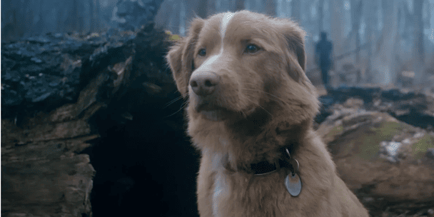 Собака вперше в історії отримав нагороду за акторську гру: подробиці