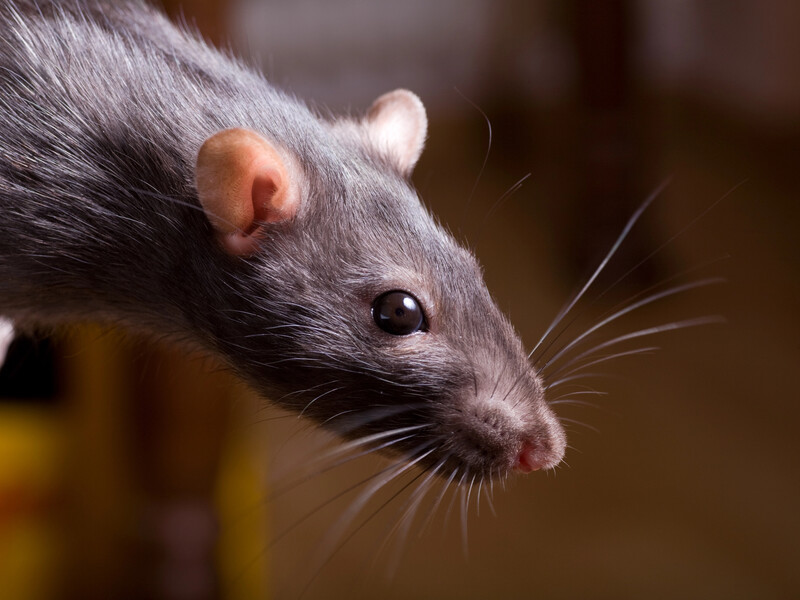 Це справжній кошмар для гризунів. Розкладіть це в будинку – щури й миші обходитимуть його десятою дорогою