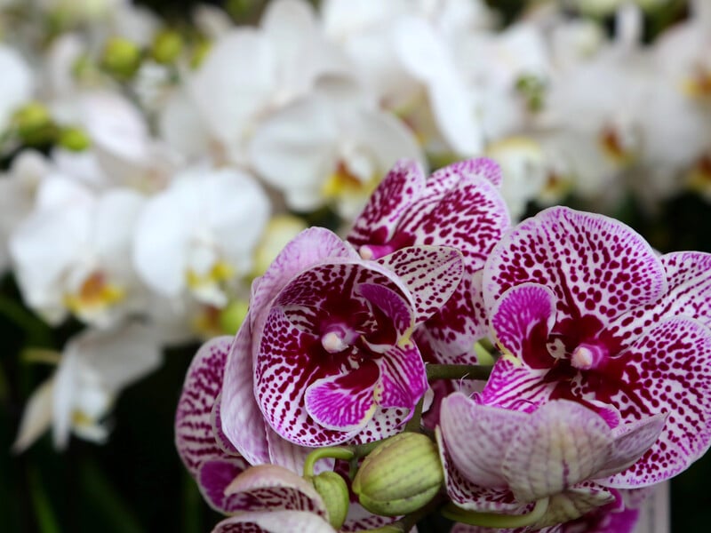 Орхідея не буде гарною, якщо її доглядають неправильно. Три найпоширеніші помилки