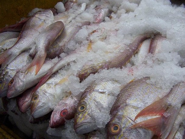 Як швидко розморозити рибу — і не перетворити її на кашу