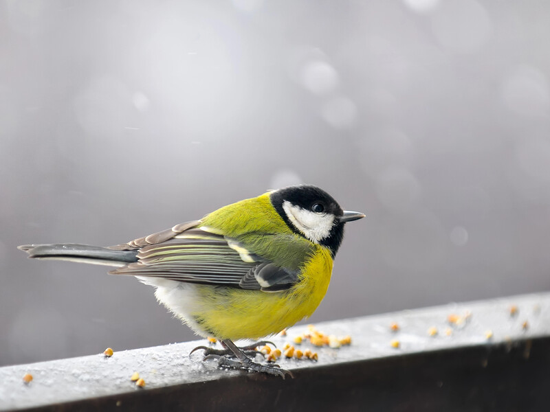 "Трохи моторошно, але це закон природи". Орнітолог розповів, яким салом не можна годувати синиць "Трохи моторошно, але це закон природи". Орнітолог розповів, яким салом не можна годувати синиць