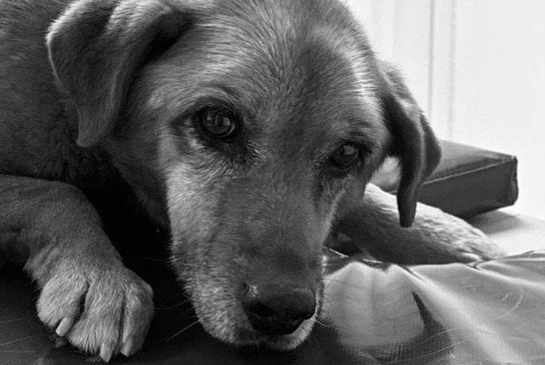 Позашляховик двічі переїхав собаку: історія Найди закінчилась трагічним фіналом