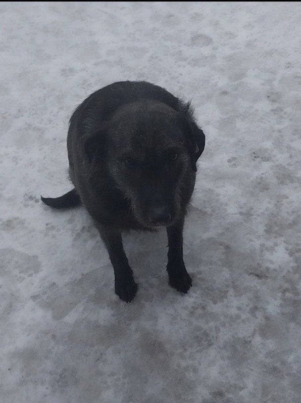 У Києві посеред вулиці замерзає жінка з вірною собакою: як її намагаються врятувати