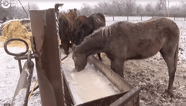 Між дронами та кригою: на Запоріжжі сотня коней опинилася у пастці
