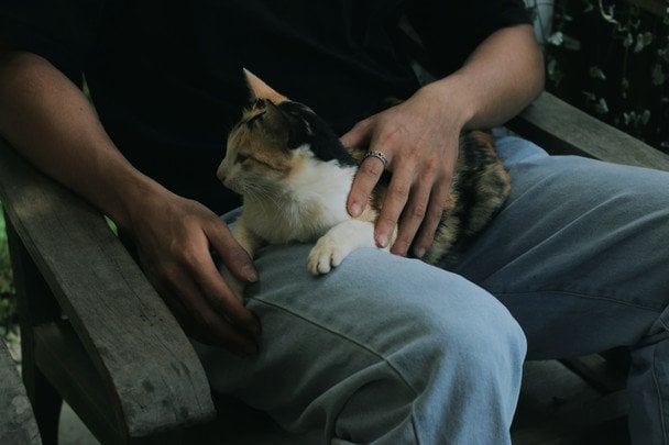 Ваша кішка спить на вас не просто так — ось справжня причина