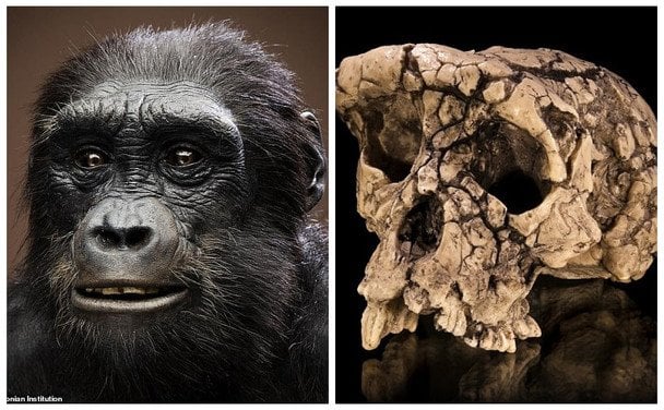 Найдавніший предок людини: вчені з’ясували, що за істота вперше почала ходити на двох ногах Найдавніший предок людини: вчені з’ясували, що за істота вперше почала ходити на двох ногах