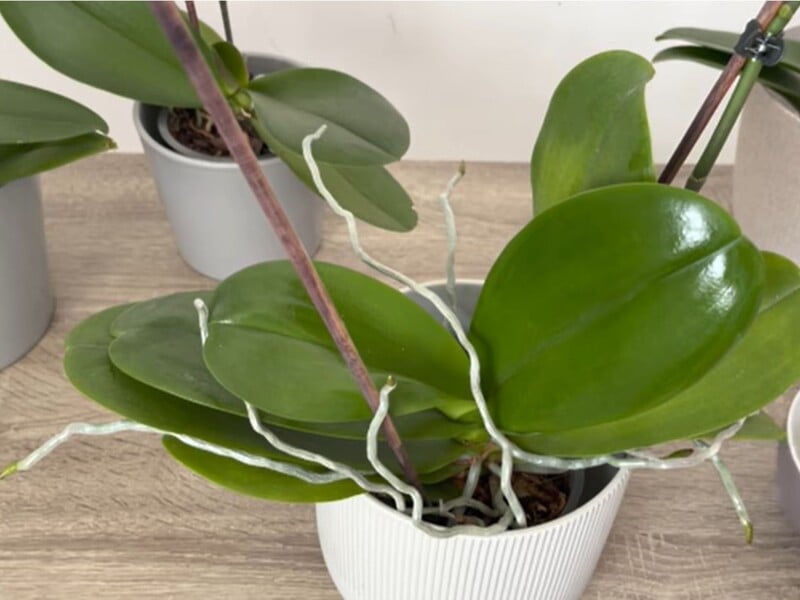 Регулярно протирайте листя орхідеї цим настоєм без хімії – і рослини будуть активно цвісти