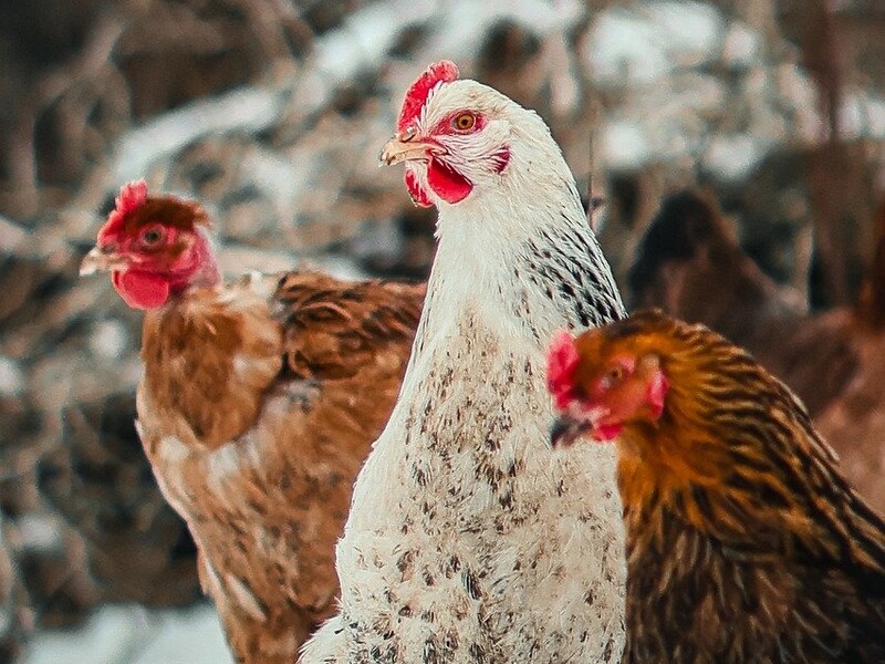 Кури будуть у теплі, якщо зробите це за допомогою простого предмета