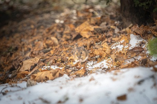 Дерева будуть захищені: цей простий прийом обмотування стовбурів рятує від мишей