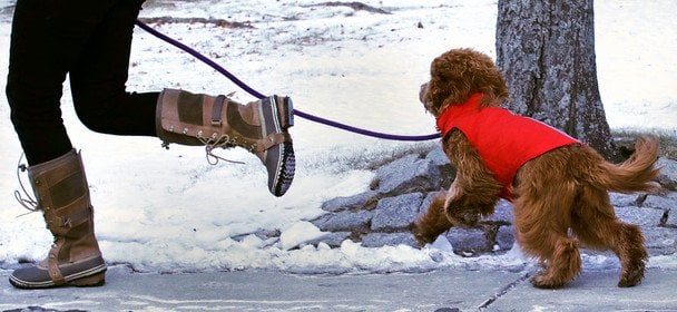 На Одещині підліток скинув собаку зі схилу: поліція відреагувала