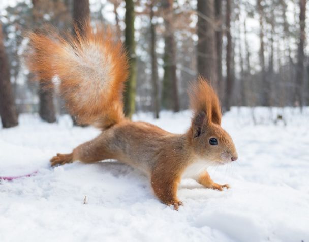 Рекордні морози прийшли до України: де температура опуститься до -23°