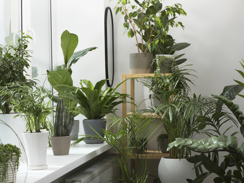 Ці кроки допоможуть урятувати кімнатні рослини від перемерзання