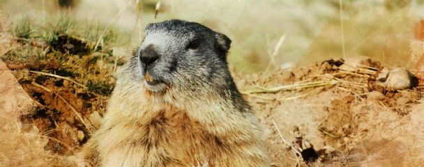 Весна чи зима: чому 2 лютого весь світ чекає на прогноз одного бабака