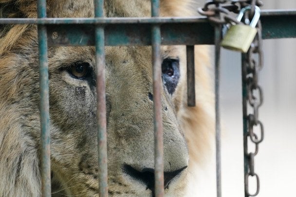 Армія РФ атакувала екопарк у передмісті Харкова: леви поранені, птахи загинули Армія РФ атакувала екопарк у передмісті Харкова: леви поранені, птахи загинули