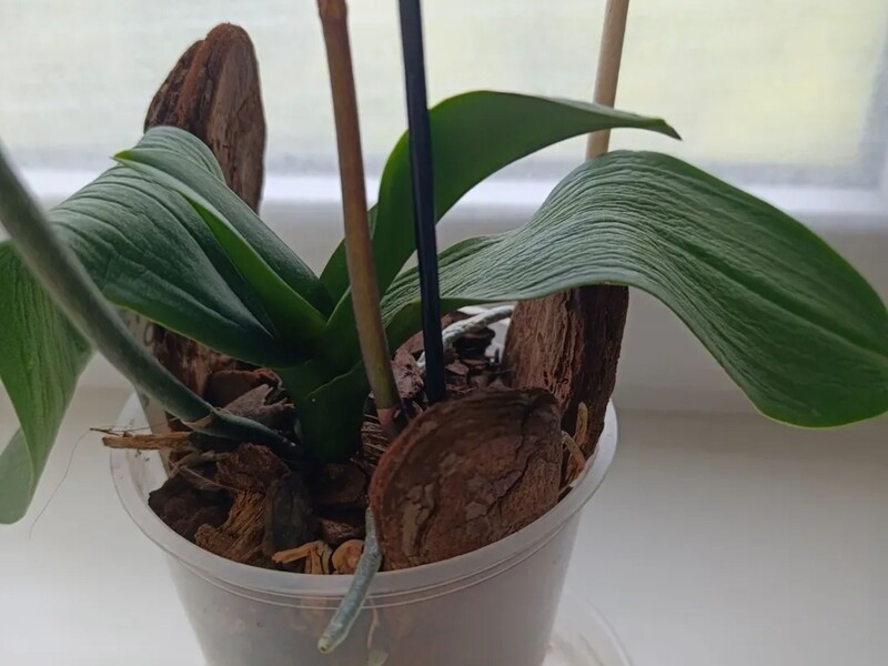 Зробіть це негайно, якщо орхідея втратила тургор. Поради, які врятують квітку