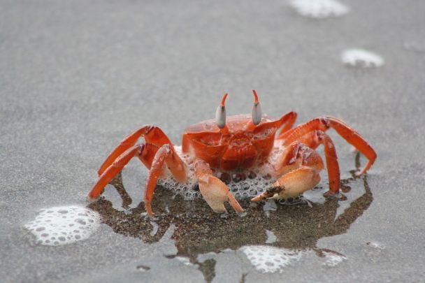 Візуальний тест: знайдіть трьох зайвих крабів за 15 секунд — впораються лише найуважніші