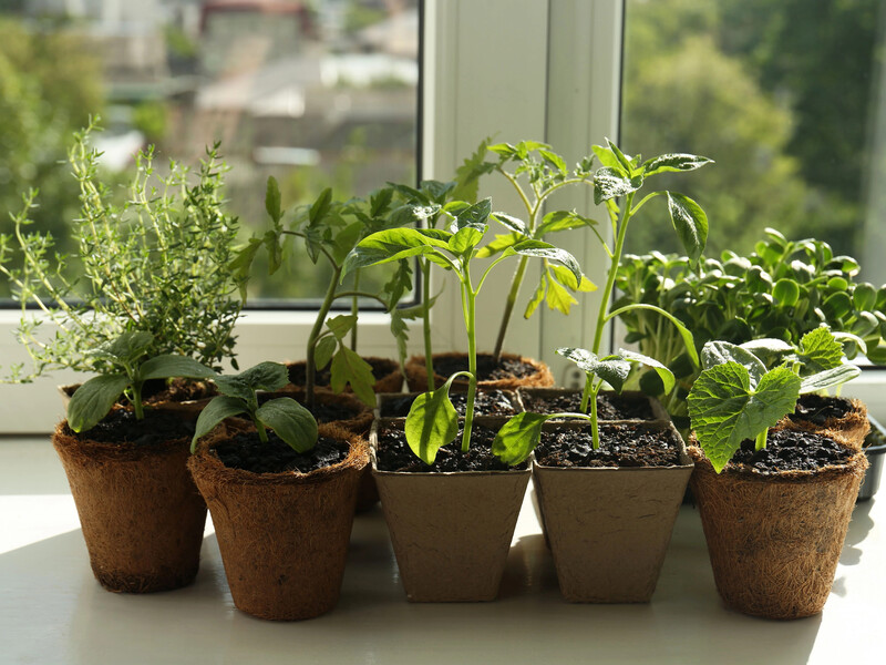 Завдяки цьому простому агроприйому городники завжди збирають щедрий урожай. Зробіть це взимку