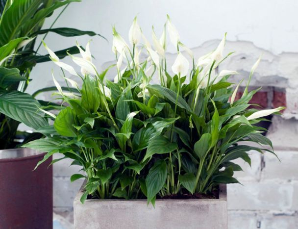 Де треба поставити спатифілум за феншуєм 2026 року: одне місце, яке змінює все