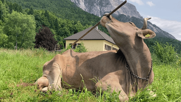 Домашня корова з Австрії здивувала вчених своїм інтелектом: до чого вона додумалася