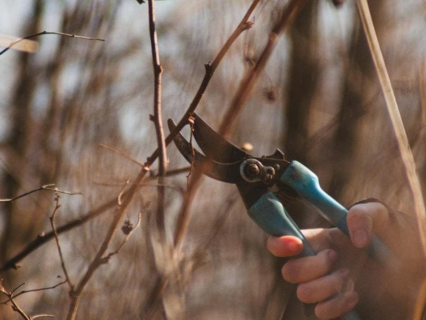 Не пропустіть момент: ці шість дерев потрібно обрізати вже зараз, інакше сад втратить урожай Не пропустіть момент: ці шість дерев потрібно обрізати вже зараз, інакше сад втратить урожай