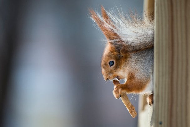 День пошанування білок 21 січня: 5 найцікавіших фактів про рудих пухнастиків