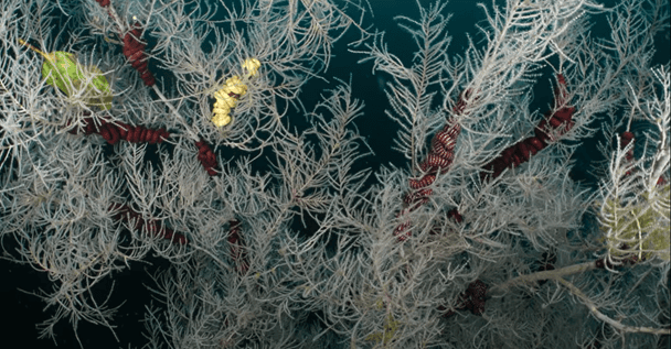 Білий привид океану: вчені виявили корал-довгожитель, вищий за автобус