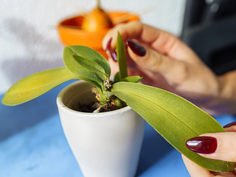 Як визначити вік орхідеї. Простий метод
