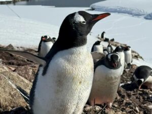 "Смішні товстуни із солідним жировим прошарком". Найцікавіші факти про пінгвінів і як їх урятувати