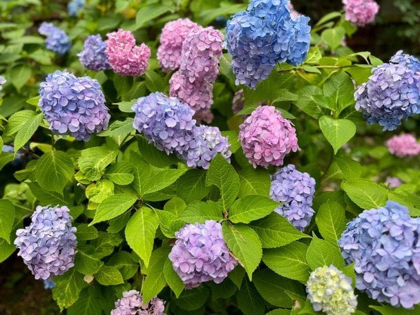 Садівничий трюк, який захищає гортензії від лютих морозів