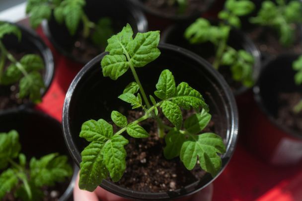 Не варто чекати весни: посійте ці помідори в лютому — і вони плодоноситимуть до самої осені Не варто чекати весни: посійте ці помідори в лютому — і вони плодоноситимуть до самої осені