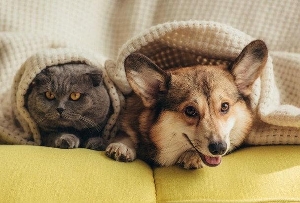 Як домашні улюбленці, коти чи собаки, можуть попереджати про обстріли