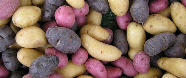 Які сорти картоплі краще не садити в Україні