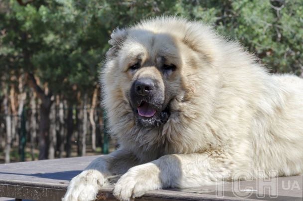 Кінолог попередив: утримання собаки цієї породи в сім’ї з дітьми може бути помилкою