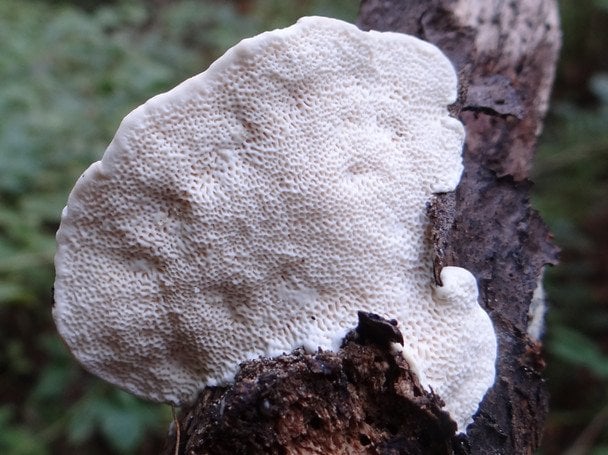 Відчутна навіть крапля в басейні: що відомо про найгіркішу речовину у світі