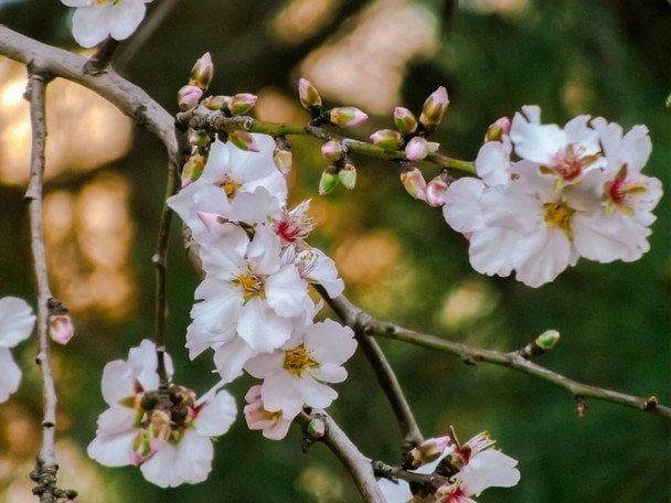 Весняний секрет садівників: що сипати під вишню і черешню в березня, щоб через 3 місяці гілки "лягали" від плодів