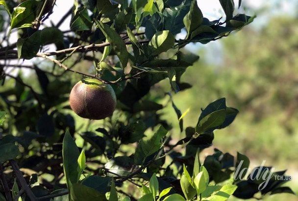 Візуальна головоломка: знайдіть метелика на картинці за 8 секунд