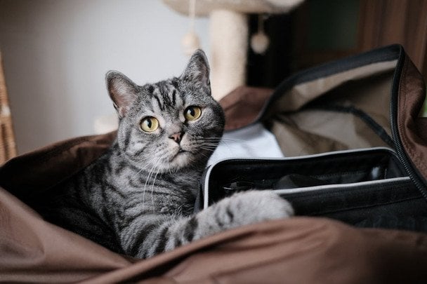 Чому коти панічно бояться пилососа та фена: несподіване пояснення вчених