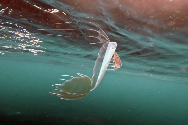 "Риба судного дня": дайвер натрапив на морську істоту, яка віщує катастрофи (фото)
