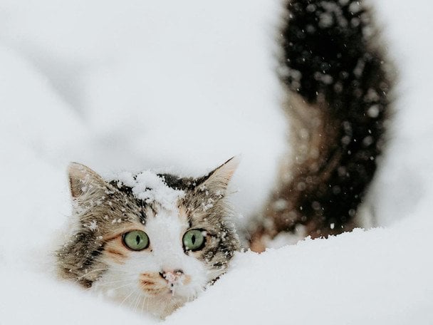 Замуровані живцем: у Києві коти опинилися в пастках багатоповерхівок — що сталося