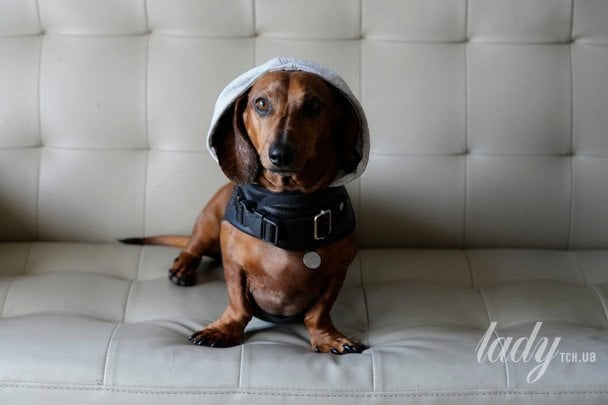 Що порода вашого собаки говорить про ваш характер Що порода вашого собаки говорить про ваш характер