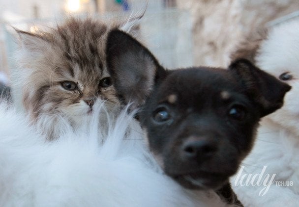 Собака та кошеня залишились самі вдома: прихована камера зняла їхні розваги