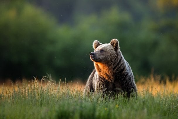 Оптична ілюзія зі слоном: лише 2% людей можу знайти усіх тварин — перевірте себе