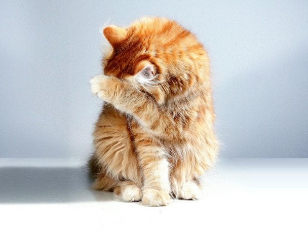 Залишаєте кішку одну: ось на скільки часу це безпечно і як підготувати улюбленця Залишаєте кішку одну: ось на скільки часу це безпечно і як підготувати улюбленця