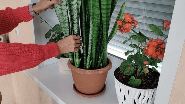 Кімнатні рослини на межі загибелі: як їх врятувати після пересихання