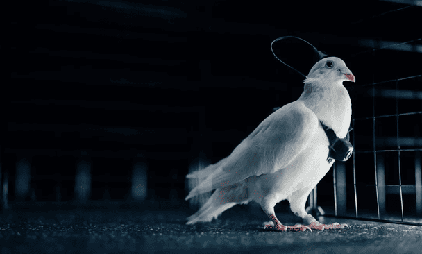 Росія створює армію голубів-кіборгів для можливих біоатак: експерти б’ють на сполох