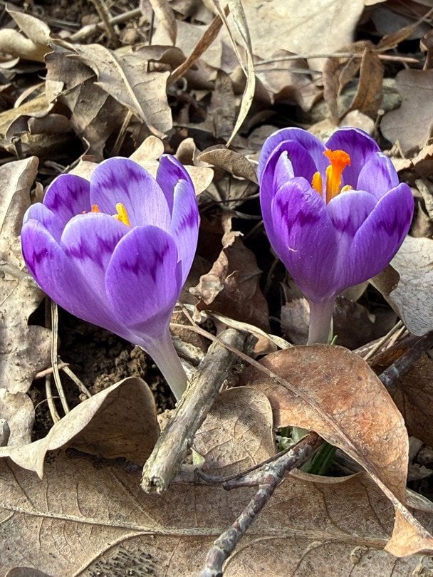 Серед зими на Закарпатті почали розцвітати червонокнижні квіти (фото)