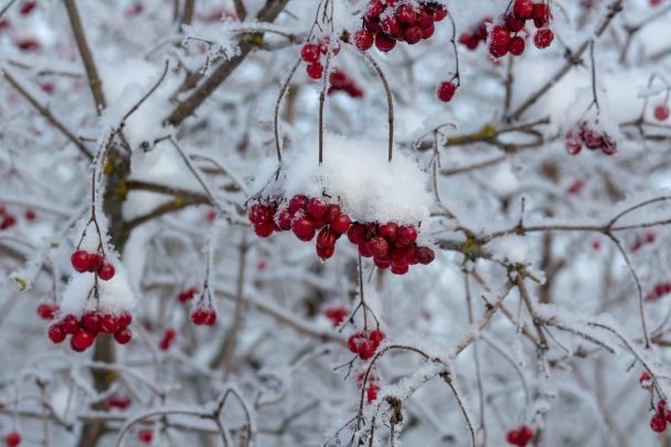 Не можна садити калину біля свого дому, і ось чому: народні прикмети, які не варто ігнорувати